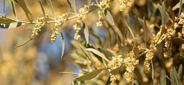 Fechar Uma Oliveira Florescente Primavera Chipre Céu Azul Fundo Ensolarado — Fotografia de Stock