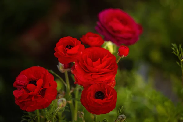 Ranunculus Красный Букет Цветов Ярко Зеленом Фоне Боке Свежий Красный — стоковое фото