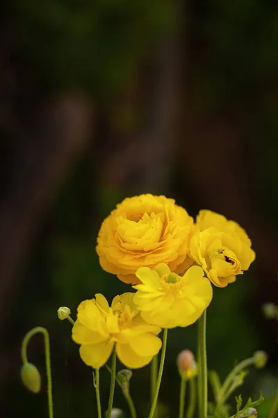 Krásná Žlutá Ranunculus Asijský Květ Jaře Měkkým Bokeh — Stock fotografie