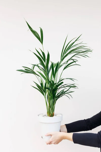 Helles Wohnzimmer Mit Zimmerpflanzen Frauenhand Areca Palme Zimmerpflanzen Pflanzen Töpfen — Stockfoto