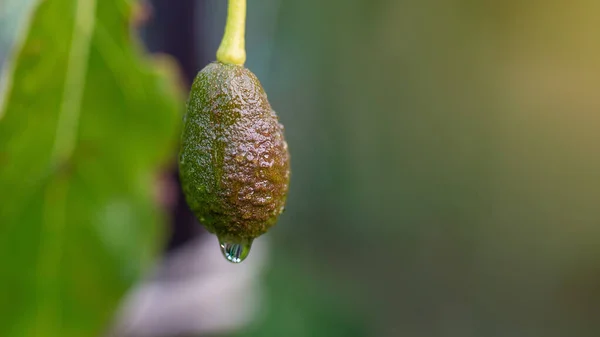 A drop of water drains over a avocado on tree , a macro shot. Green vegetable extreme close-up. Vegan Diet, Healthy garden Lifestyle.Vegeterian