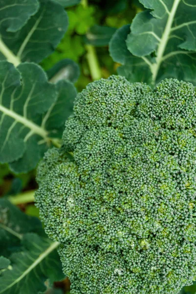 Gros Plan Tête Brocoli Recouvert Feuilles Vertes Légumes Frais Dans — Photo