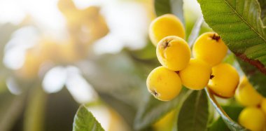 Kıbrıs 'ta gün batımında sarı meyveli Japon erik ağacı dalı Eriobotrya japonica Mespilus. Kapatın. Uzayı kopyala Bulanık arkaplan