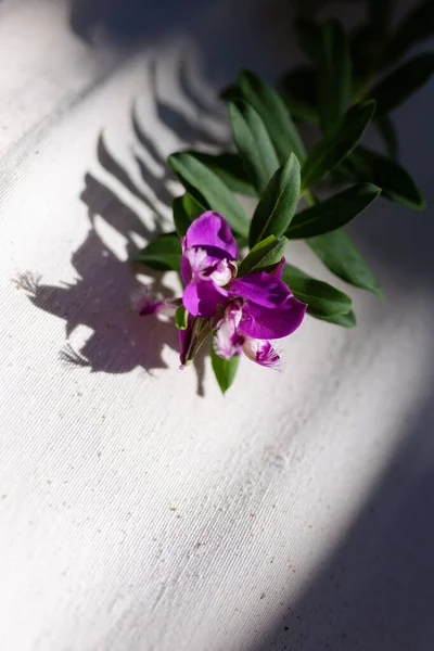 Trendy Inspirational Aesthetic Violet Bush Flower Branch Cotton Beige Background — Stock Photo, Image