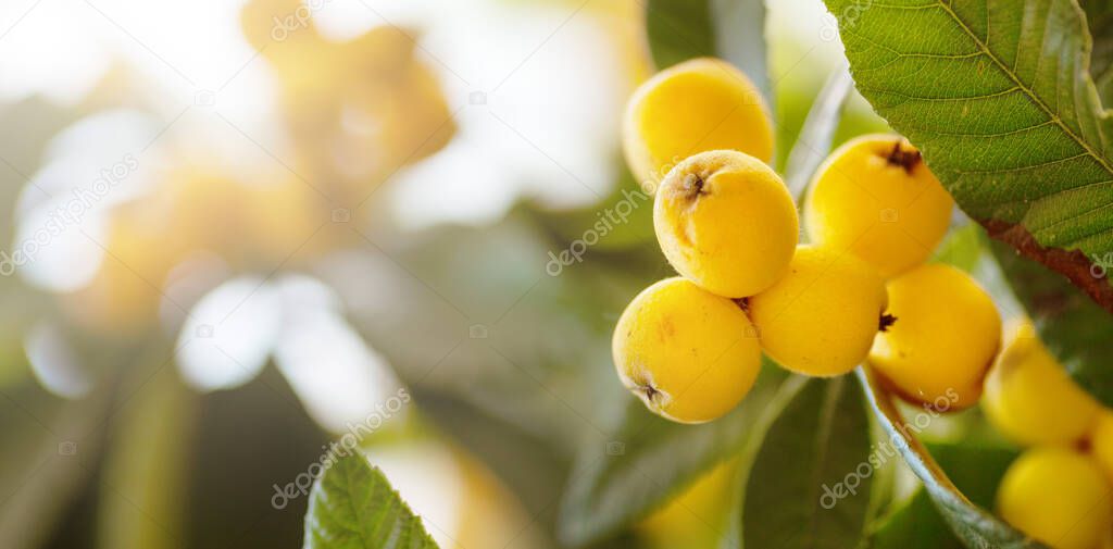 Japanese Plum tree branch with yellow fruits Eriobotrya japonica Mespilus at sunset in Cyprus. Close up . Copy space. Blurred background