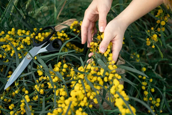 Ciseaux de dérivation à main et brunchs de fleurs d'acacia jaunes. Travaux saisonniers dans le jardin. — Photo