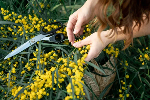 Ciseaux de dérivation à main et brunchs de fleurs d'acacia jaunes. Travaux saisonniers dans le jardin. — Photo