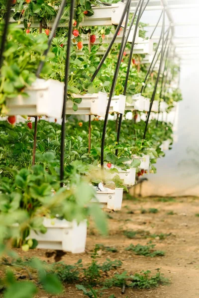 Fraisier. Fraises en croissance au jardin. Baies mûres et feuillage. Lignes Production de fruits. Agriculture intelligente, ferme, concept technologique. Serre. — Photo