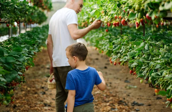 Père et fils récolte des fraises en serre — Photo