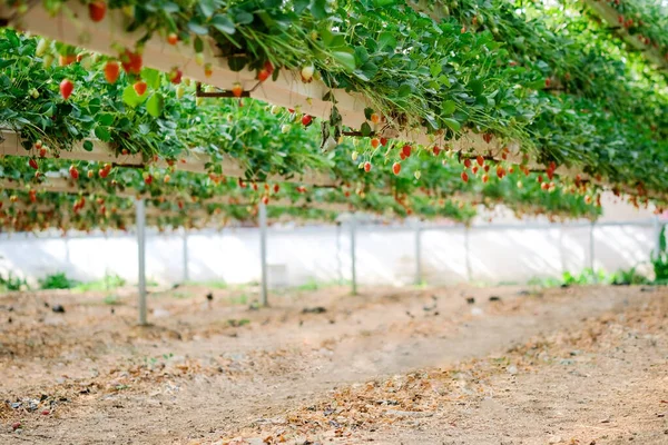 草莓植物灌木。草莓生长在花园里.成熟的浆果和树叶。种瓜得瓜。智能农业，农场，技术概念。温室气体. — 图库照片