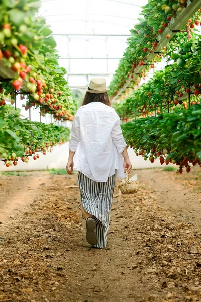 Jeune ouvrière en chapeau et panier de paille, ferme verticale contemporaine ramassant des fraises mûres poussant sur des étagères en serre.Concept d'agriculture et de petite entreprise.Vie saine — Photo