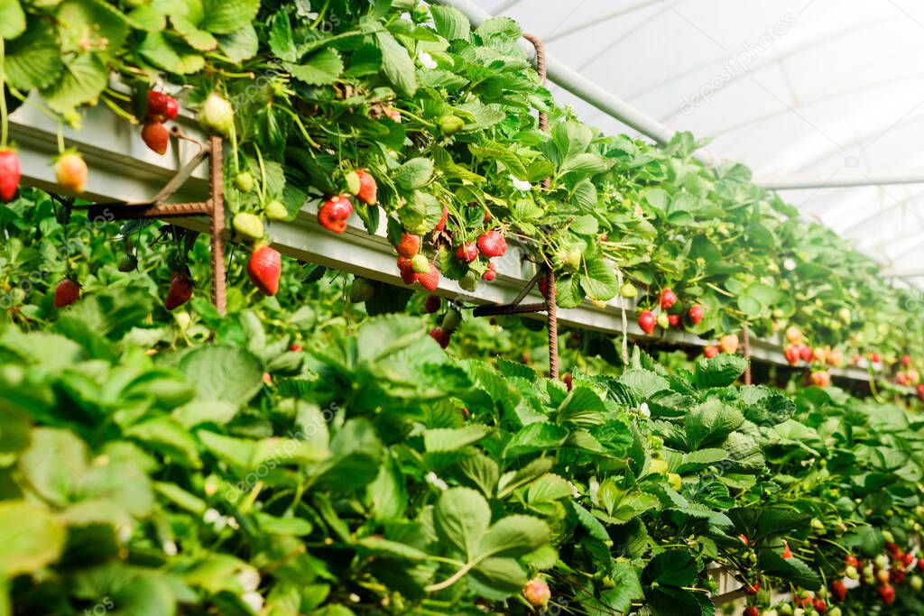 Strawberry plant bush. Strawberries in growth at garden. Ripe berries and foliage. Rows Fruit production. Smart agriculture, farm, technology concept. Greenhouse.