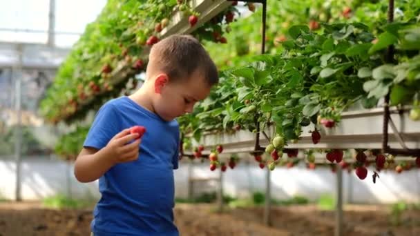 Το παιδί συλλέγει φρέσκες βιολογικές φράουλες και τρώει. Ένα μικρό αγόρι στην εξοχή βοηθάει τους γονείς στον κήπο. Συγκομιδή φραουλών σε θερμοκήπιο — Αρχείο Βίντεο