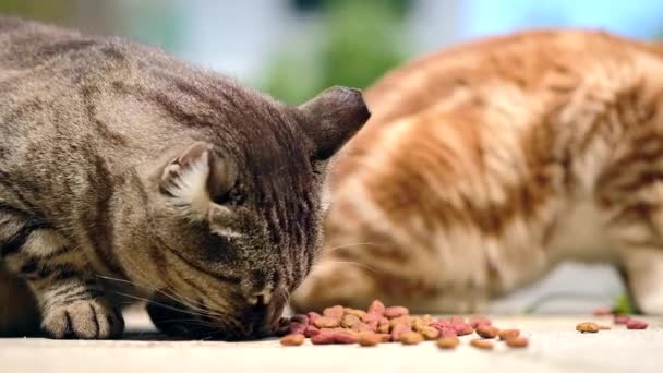 Група безпритульних красивих котів, що їдять котячу їжу, розкидану на підлозі, крупним планом, вибірковий фокус. Догляд за покинутими тваринами . — стокове відео