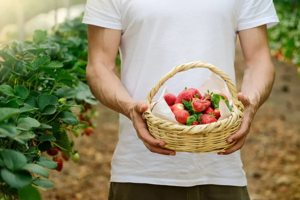 Mains masculines avec un panier plein de fraises fraîches mûres. agriculteur tenant les fraises mûres de baies. La récolte des baies. Mens mains tenir une boîte de fraises — Photo