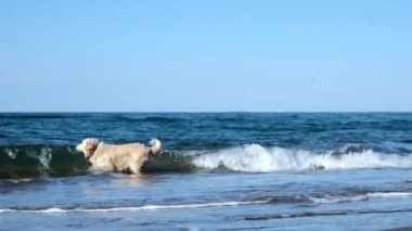 Golden Retriever deniz dalgalarıyla sahilde koşuyor. 