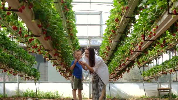 Μητέρα και γιος συλλέγουν φρέσκες βιολογικές φράουλες και τρώνε. Ένα μικρό αγόρι στην εξοχή βοηθάει τους γονείς στον κήπο. Συγκομιδή φραουλών σε θερμοκήπιο. — Αρχείο Βίντεο