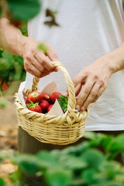 Mains masculines avec un panier plein de fraises fraîches mûres. agriculteur tenant les fraises mûres de baies. La récolte des baies. Mens mains tenir une boîte de fraises — Photo