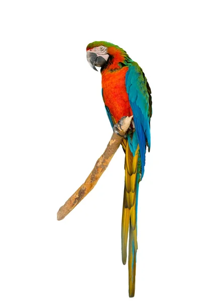 白の背景に隔離された頭から尾までの優れた明るい色の羽を持つ美しい緑の青と赤のハイブリッドオウム — ストック写真
