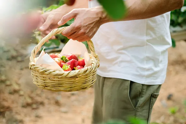 Mains masculines avec un panier plein de fraises fraîches mûres. agriculteur tenant les fraises mûres de baies. La récolte des baies. Mens mains tenir une boîte de fraises — Photo