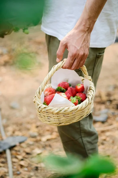 Mains masculines avec un panier plein de fraises fraîches mûres. agriculteur tenant les fraises mûres de baies. La récolte des baies. Mens mains tenir une boîte de fraises — Photo