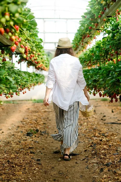 Jeune ouvrière en chapeau et panier de paille, ferme verticale contemporaine ramassant des fraises mûres poussant sur des étagères en serre.Concept d'agriculture et de petite entreprise.Vie saine — Photo