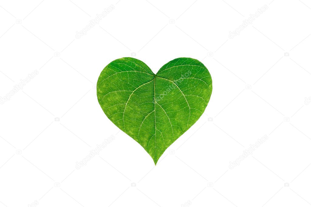 Green leave are laid out in the shape of a heart on a white isolated background. The concept of love for nature. Eco concept, nature and ecology protection. selective focus. copy space. top view. 