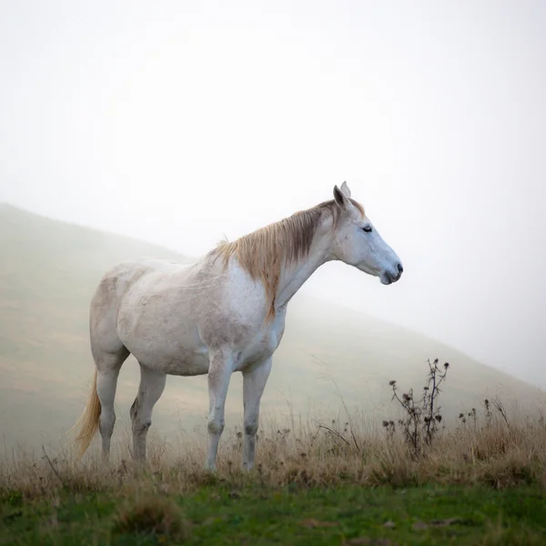 Caballo Wihite pastando —  Fotos de Stock