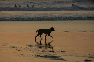 Bali 'nin Kuta Plajı' nda gün batımında sahilde köpek, denize bakıyor. 