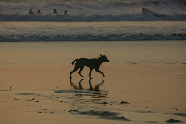 Собака Пляже Закате Куте Пляж Бали Глядя Море — стоковое фото