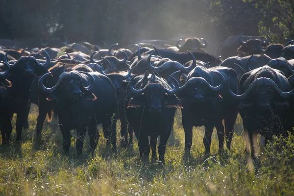 Vízibivalyállomány Botswanai Okavango Deltájában — Stock Fotó