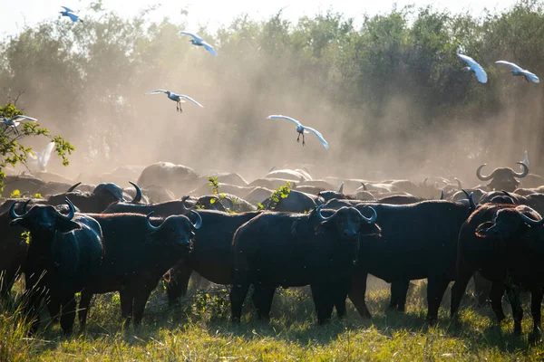 Vízibivalyállomány Botswanai Okavango Deltájában — Stock Fotó