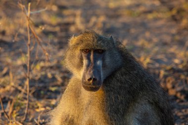 Botswana 'nın Chobe Ulusal Parkı' nda Babun