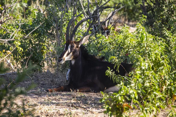 Sable Antilop Nyugszik Árnyékban Chobe Nemzeti Park Botswana — Stock Fotó