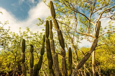 Ekvador 'un Galapagos Adalarındaki Doğa