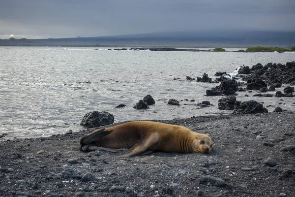 Beach Seal Galapagos Island — Stock Photo, Image