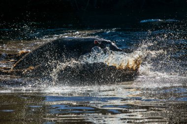 Doğu Afrika, Tanzanya 'daki Serengeti Milli Parkı Grumeti Nehri' ndeki su aygırları...