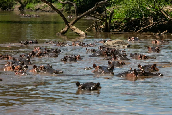Ippopotami Nel Fiume Grumeti Del Parco Nazionale Del Serengeti Tanzania — Foto Stock