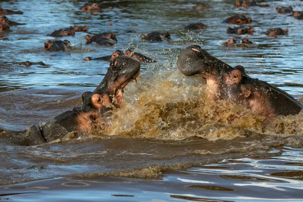 Vízilovak Serengeti Nemzeti Park Grumeti Folyójában Tanzánia — Stock Fotó