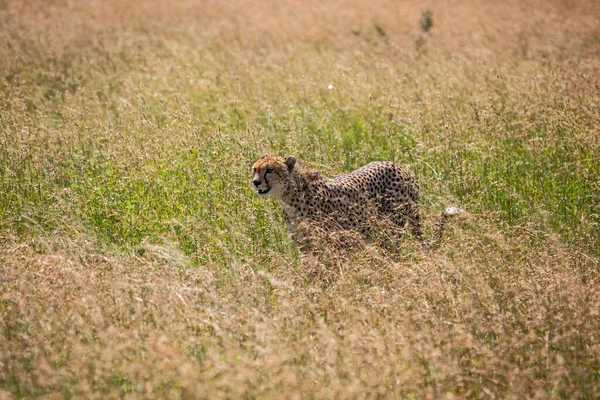 Gepárd Vadászatot Néz Serengeti Nemzeti Parkban Tanzániában Kelet Afrikában — Stock Fotó