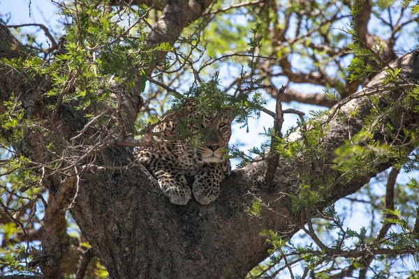 Леопард Наблюдает Охотой Национальном Парке Серенгети Танзания — стоковое фото