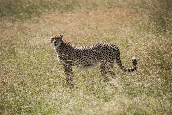 Gepárd Vadászatot Néz Serengeti Nemzeti Parkban Tanzániában Kelet Afrikában — Stock Fotó