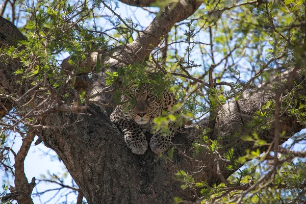 Leoprad Egy Fán Nézi Vadászatot Serengeti Nemzeti Parkban Tanzániában Kelet — Stock Fotó