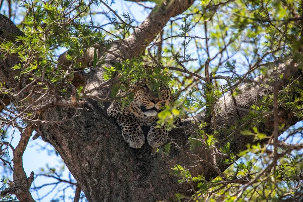 Leoprad Egy Fán Nézi Vadászatot Serengeti Nemzeti Parkban Tanzániában Kelet — Stock Fotó