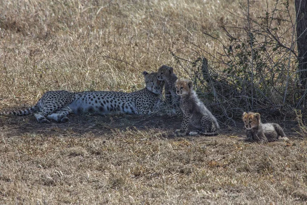 Gepárd Anya Kölykeivel Tanzániai Serengeti Nemzeti Park Árnyékában Pihen — Stock Fotó