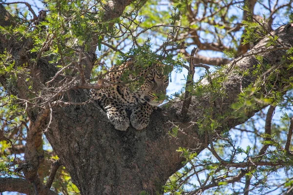 Leoprad Egy Fán Nézi Vadászatot Serengeti Nemzeti Parkban Tanzániában Kelet — Stock Fotó