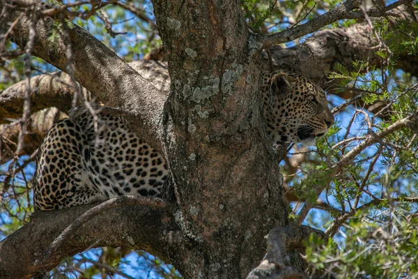 Леопард Дереве Наблюдает Охотой Национальном Парке Серенгети Танзании — стоковое фото