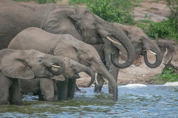 Elefante Água Potável Nas Margens Rio África — Fotografia de Stock