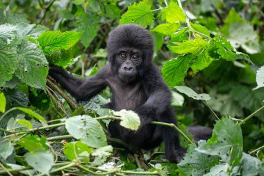 Uganda 'nın Bwindi Ulusal Parkı' nda bebek goril....