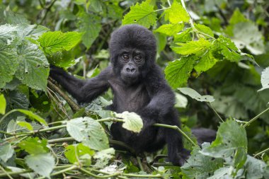 Baby Gorilla in Bwindi National Park of Uganda... clipart